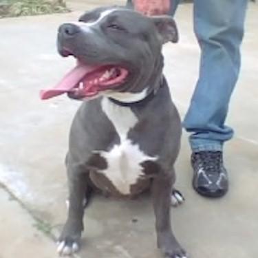 Petersons Taylor Pit Bull.jpg